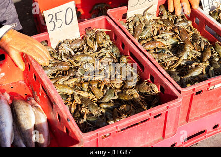 Live crayfish in the boxes at the local fermers market ready to sale Stock Photo