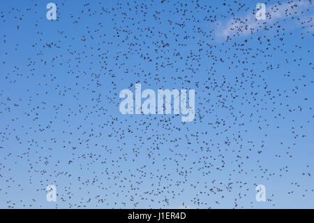 Many large cloud of mosquitoes against blue sky Stock Photo