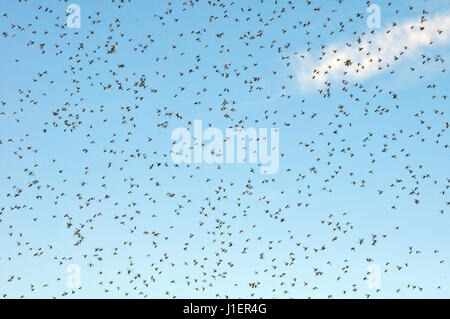 Many large cloud of mosquitoes against blue sky Stock Photo