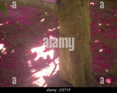 Nature background of abstract tropical pink leaves on the ground in the botanic garden in Rio de Janeiro, Brazil Stock Photo