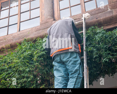Man on the stairs cuts climbing plant leaves Stock Photo