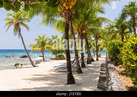 Palm trees and a stone wall line the beautiful sandy beach at Lighthouse Point near the Meridian Resort in Roatan, Honduras.