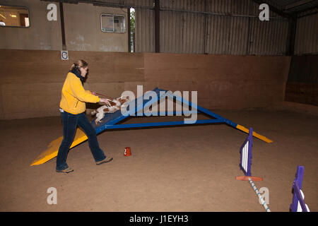 A young orange roan Cocker Spaniel being encouraged over a ramp obstable, by it's owner, during agility training Stock Photo