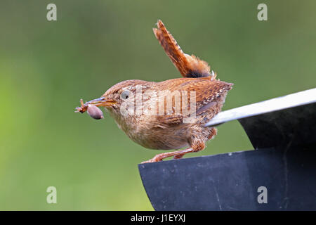 Adult eurasian wren carrying insect to feed young