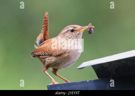 Adult eurasian wren carrying insect to feed young Adult eurasian wren carrying insect to feed young