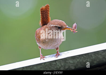 Adult eurasian wren carrying insect to feed young