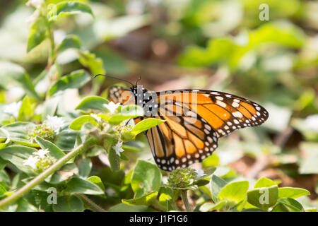 Southern monarch (Danaus erippus) butterfly feeding on a tropical Mexican clover  (Richardia brasiliensis) flower Stock Photo