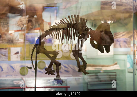 Richland, Washington: Baby wooly mammoth skeleton on display at the Reach Museum. Also known as the Hanford Reach Interpretive Center, the museum is t Stock Photo