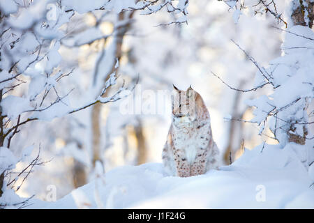 Beautiful lynx cat cub in the cold winter forest Stock Photo