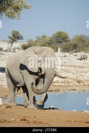 Large bull elephant arriving at a water hole in Etosha National Park, Namibia Stock Photo