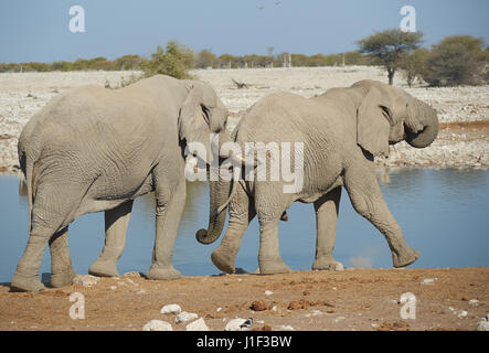 Large male African Elephant (Loxodonta africana) nudges another from behind with its tusks at a water hole in Etosha National Park in Namibia.