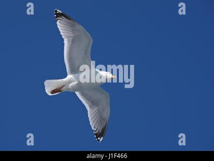 Herring gull in flight viewed from below Stock Photo