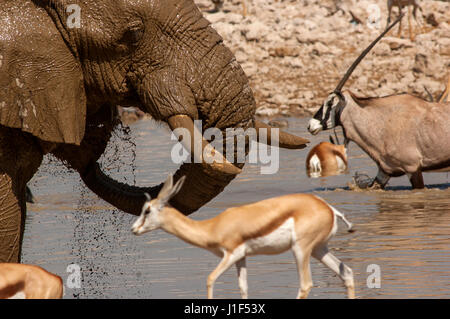 Elephant and Springbok at Okaukuejo Waterhole, Etosha National Park, Namibia Stock Photo