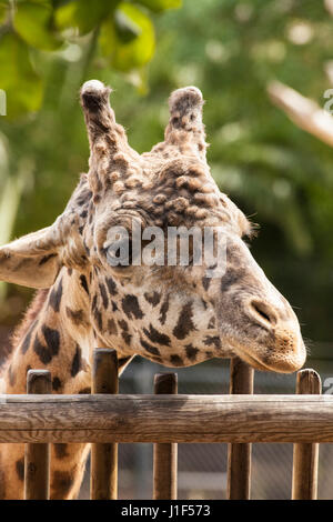 Masai Giraffe, Santa Barbara Zoo, Santa Barbara, California Stock Photo