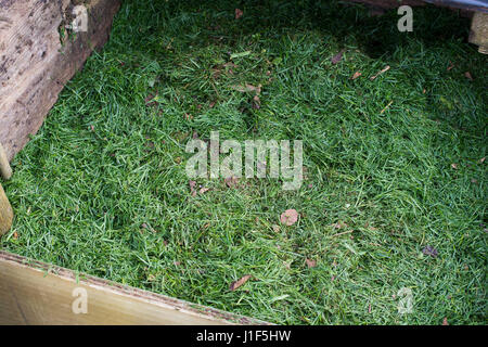 Grass clippings on a compost heap. UK Stock Photo
