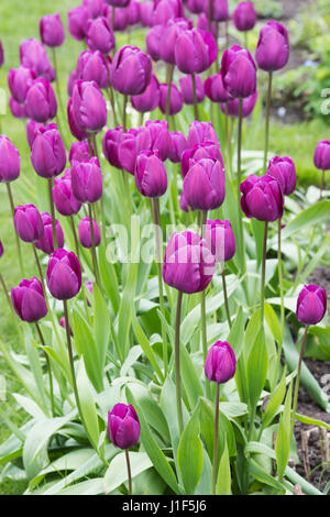 Tulipa. Tulipa 'Purple Prince' flower border. UK. Single early tulip flower display Stock Photo