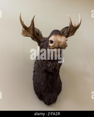 Stuffed moose head wall mount hanging on a white wall Stock Photo