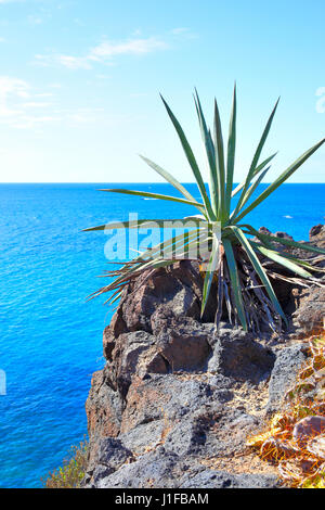 Aloe vera plant and sea in the background, Tenerife, Canary Islands Stock Photo