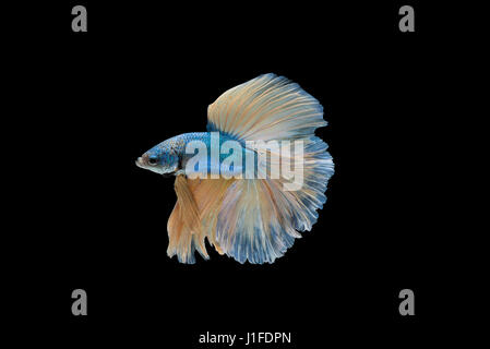 Blue and yellow Halfmoon Betta splendens or siamese fighting fish isolated on black background included clipping path, Plakat Thailand Stock Photo