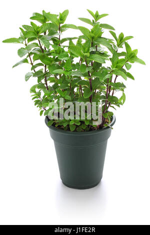 yerba buena, hierba buena, mojito mint, cuban mint Stock Photo