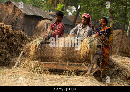 Women of Bangladesh. A farmer is threshing paddy in the agricultural ...