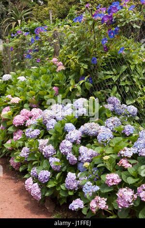 Hydrangea macrophylla and morning glory flowers growing in a wire fence Stock Photo