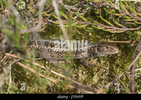 Close-up of female sand lizard (Lacerta agilis) in Surrey heathland, UK Stock Photo