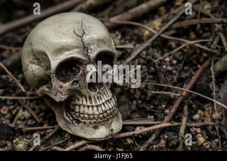 human skull in forest darkness concept; horror halloween Stock Photo