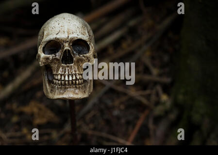 human skull in forest darkness concept; horror halloween Stock Photo