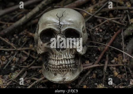 human skull in forest darkness concept; horror halloween Stock Photo