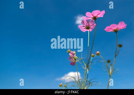 Silhouette of pink cosmos flower with blue sky background Stock Photo ...