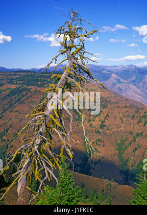 An ancient spruce tree overlookHell's Canyon, also called the Snake River Gorge and the Snake River Canyon, on the Oregon-Idaho border. Stock Photo