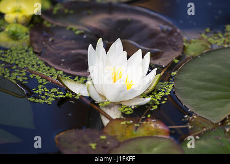 White perfect water lilly in a pond Stock Photo