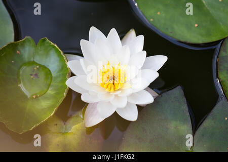 Perfect white Water lily in the pond Stock Photo