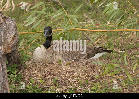 Canada goose, on nest, Branta canadensis, Maryland