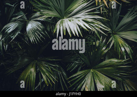 Plants in the amazon rainforest close to Belém, Pará, Brazil Stock Photo