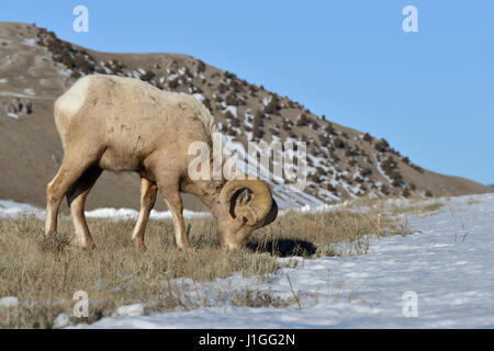 Rocky Mountain Bighorn Sheep / Dickhornschaf ( Ovis canadensis ), ram in winter, feeding on grasses between the snow, Yellowstone area, USA. Stock Photo