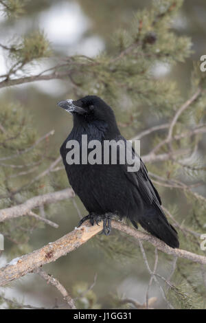 Common Raven / Kolkrabe ( Corvus corax ) in winter, perched in a conifer tree, with snow at its beak, Yellowstone area, Montana, USA. Stock Photo