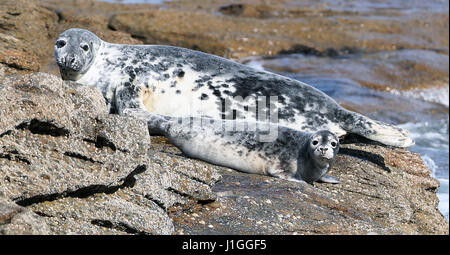 Grey seals on rocks by St Mary's Lighthouse as they return to the island off Whitley Bay on the North East coast. Stock Photo