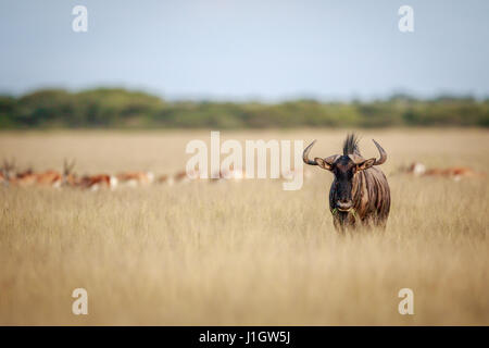 Blue wildebeest starring at the camera in the Central Kalahari, Botswana. Stock Photo