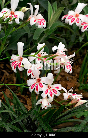 Flowering Gladiolus 'Prins Claus' Stock Photo