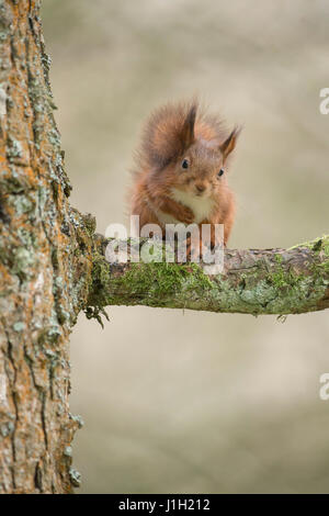 Red Squirrel, Juvenile, sitting in Larch tree, Autumn, North Yorkshire, UK Stock Photo