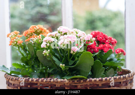 Beautiful Kalanchoe Calandiva flowers on window sill Stock Photo