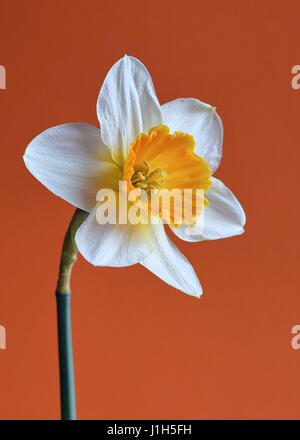 White and yellow daffodil against plain orange coloured background Stock Photo
