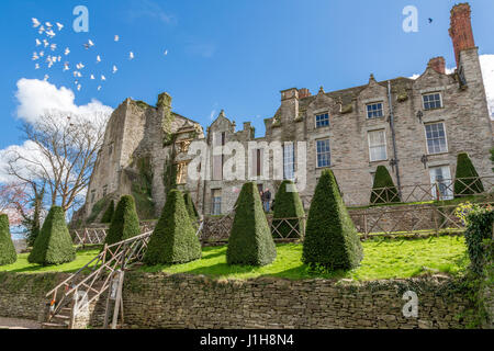 The ruins of Hay Castle, with a flock of white doves flying away,  Hay Castle is a medieval fortification, 17th-century mansion house Hay-on-Wye Wales Stock Photo