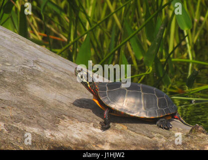Painted turtle on log at Kejumkujik NP Stock Photo