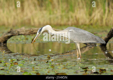 Grey Heron (Ardea herodias) hunting fish in water, Hortobagy national park, Hungary. Stock Photo