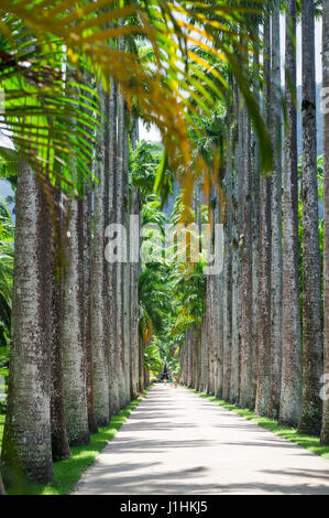 Avenue of tall royal palm trees with an infinite view in Rio de Janeiro, Brazil botanic garden Stock Photo