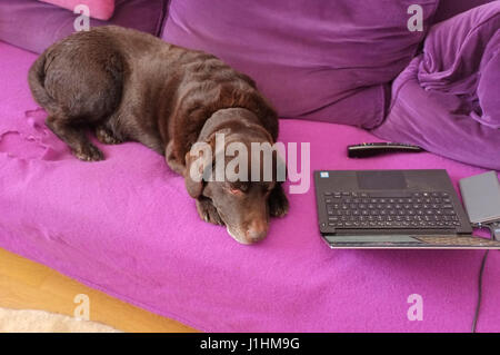 Dog on Sofa Stock Photo