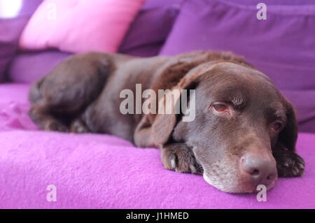 Dog on Sofa Stock Photo